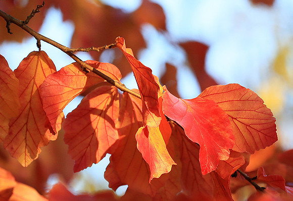 Autumn leaves - France