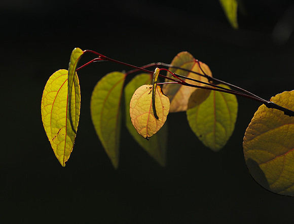 Autumn in my garden