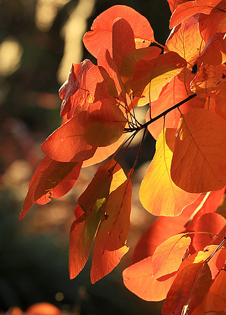 Autumn leaves - France