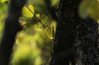 Autumn in my garden