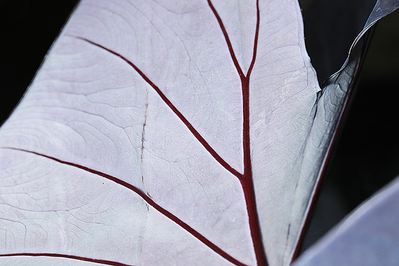 Leaves in Costa Rica