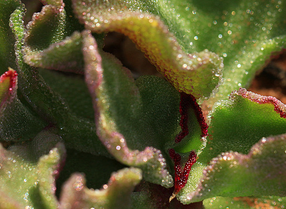 Succulents - Namaqualand - South Africa