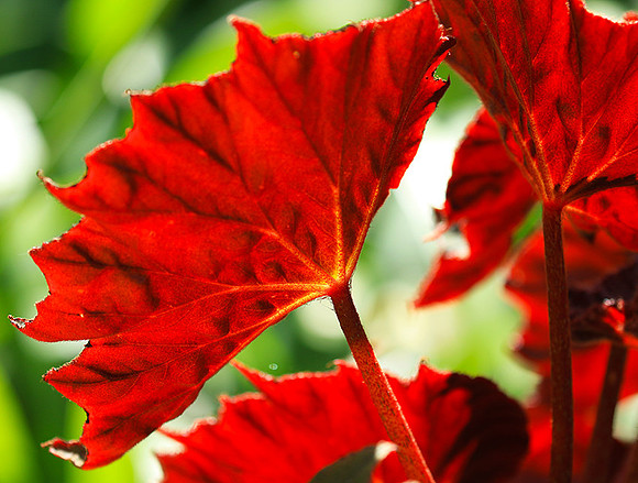 Leaves in Costa Rica