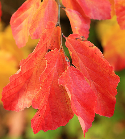 Autumn leaves - France