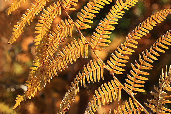 Ferns (fougères) - East of France