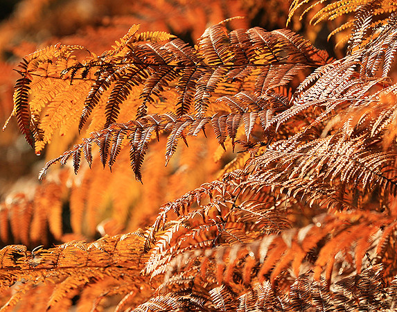 Ferns (fougères) - East of France