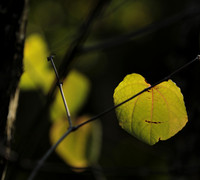 Autumn in my garden