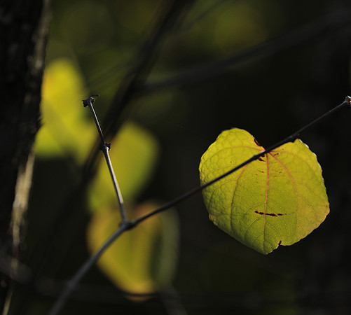 Autumn in my garden