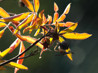 Autumn in my garden