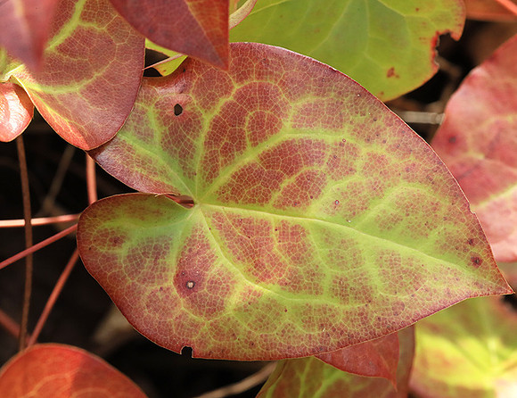 Epimedium leaves (early spring)