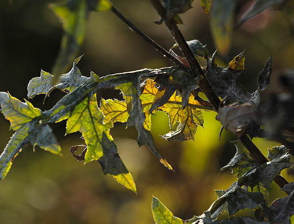 Autumn in my garden