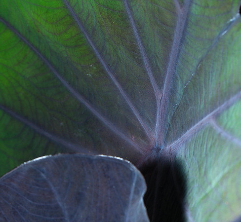 Leaves in Costa Rica