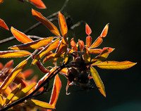 Autumn in my garden