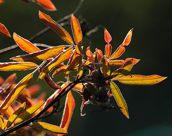 Autumn in my garden