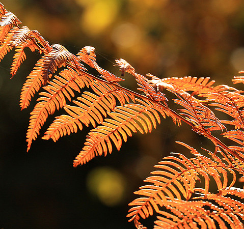 Ferns (fougères) - East of France