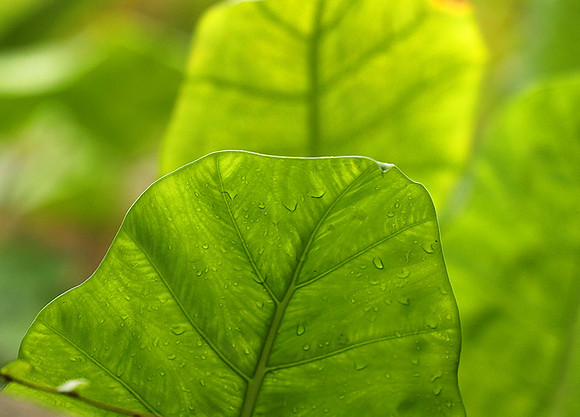 Vietnam : leaves in the rain