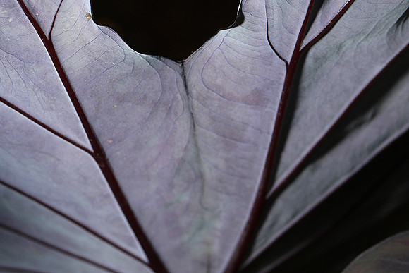 Leaves in Costa Rica