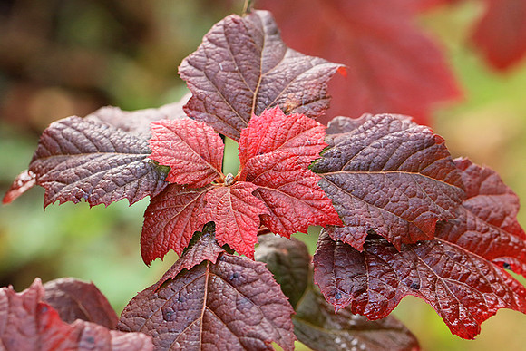Hydrangea quercifolia (autumn)