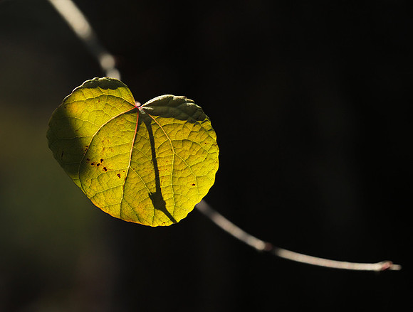 Autumn in my garden