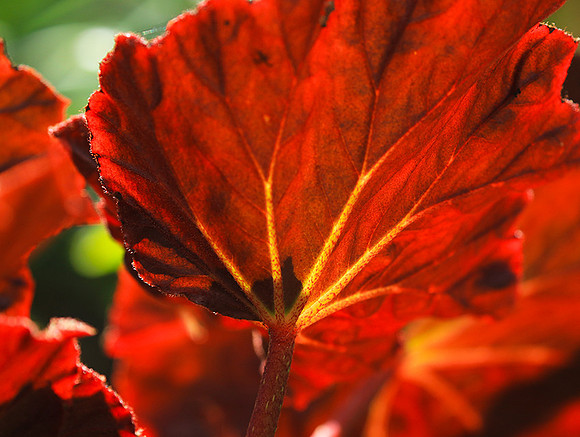 Leaves in Costa Rica