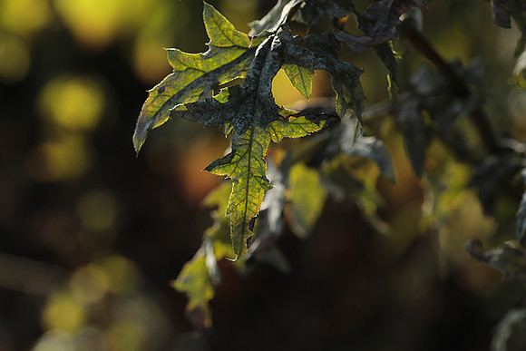 Autumn in my garden