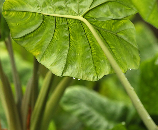 Vietnam : leaves in the rain