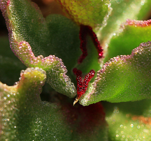Succulents - Namaqualand - South Africa