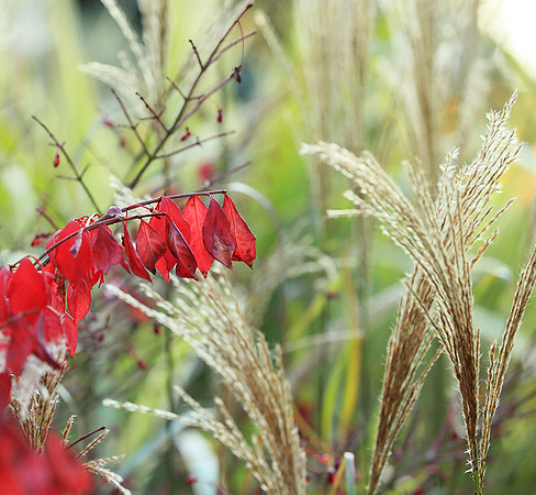 Autumn leaves - France