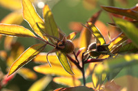 Autumn in my garden