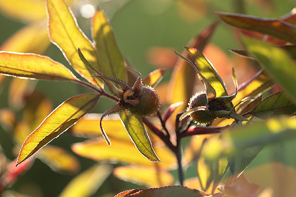 Autumn in my garden