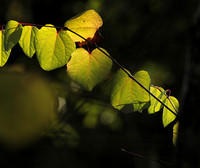 Autumn in my garden