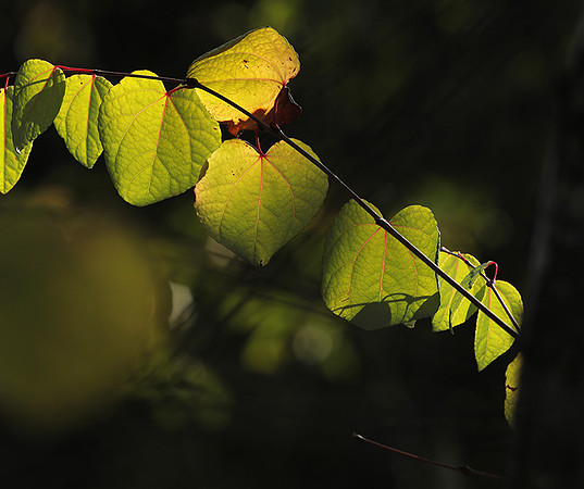 Autumn in my garden