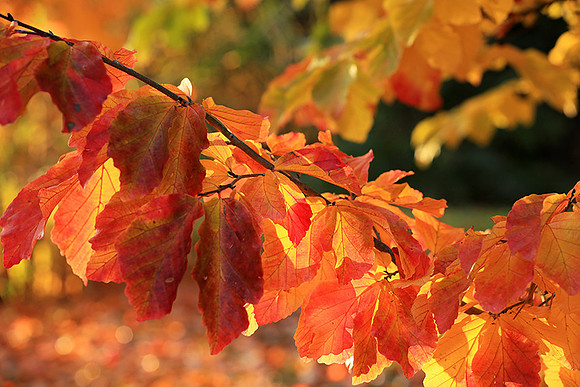 Autumn leaves - France