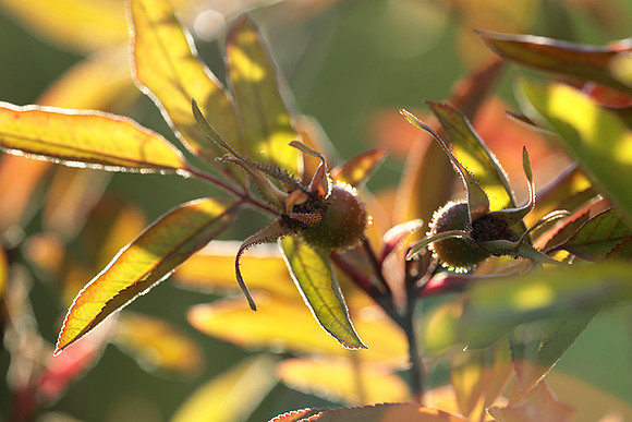 Autumn in my garden