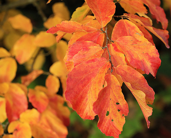 Autumn leaves - France