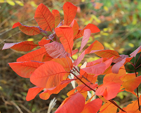 Autumn leaves - France