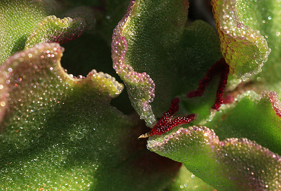 Succulents - Namaqualand - South Africa