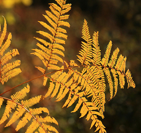Ferns (fougères) - East of France