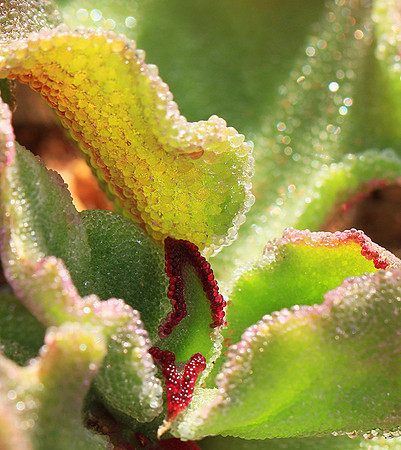 Succulents - Namaqualand - South Africa
