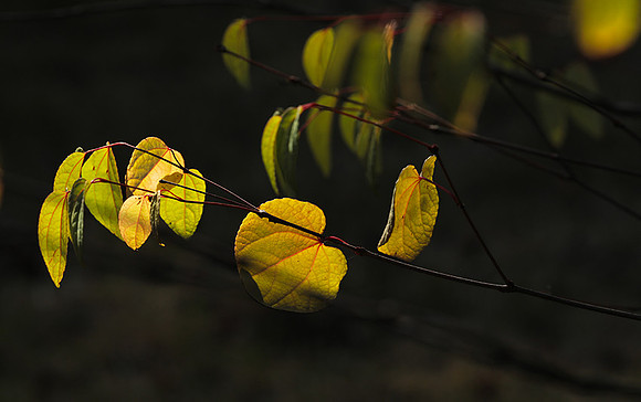 Autumn in my garden