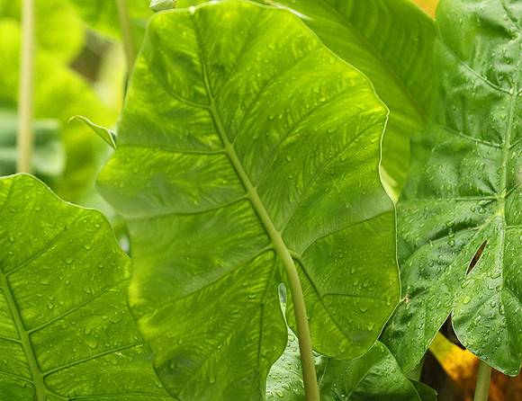 Vietnam : leaves in the rain
