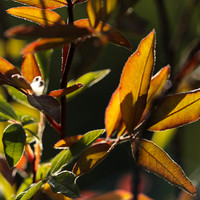 Autumn in my garden