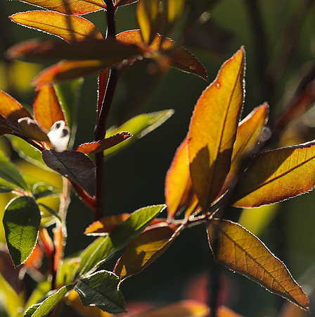 Autumn in my garden