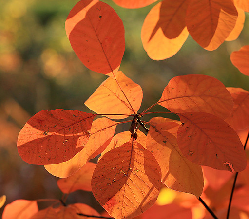 Autumn leaves - France