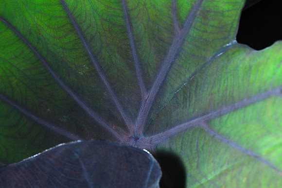 Leaves in Costa Rica