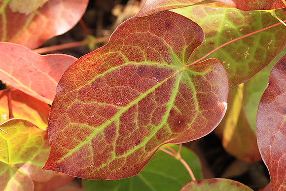 Epimedium leaves (early spring)