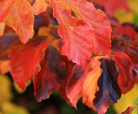 Autumn leaves - France