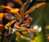 Autumn in my garden
