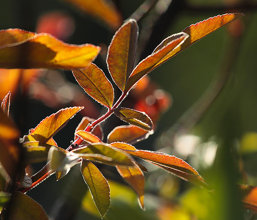 Autumn in my garden