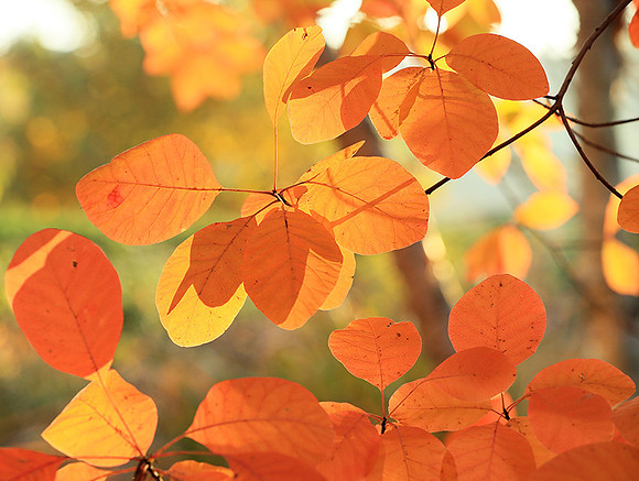 Autumn leaves - France